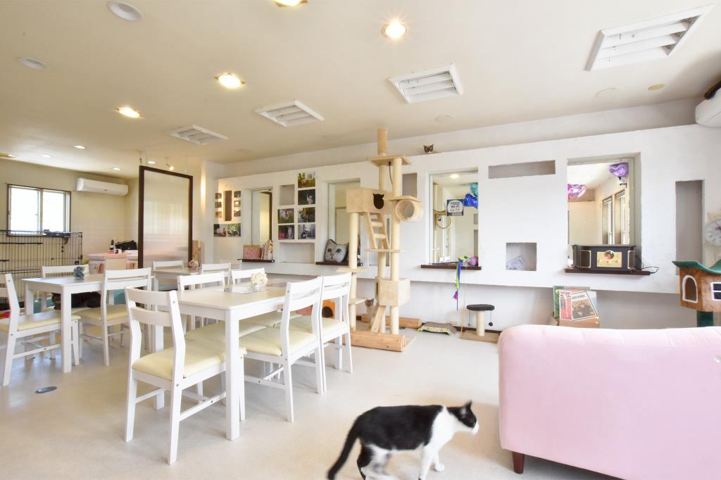 Le chateau des chats 甲府 猫カフェ3