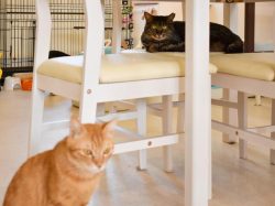 Le chateau des chats 甲府 猫カフェ2