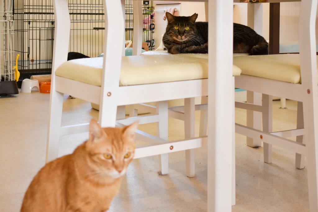 Le chateau des chats 甲府 猫カフェ2