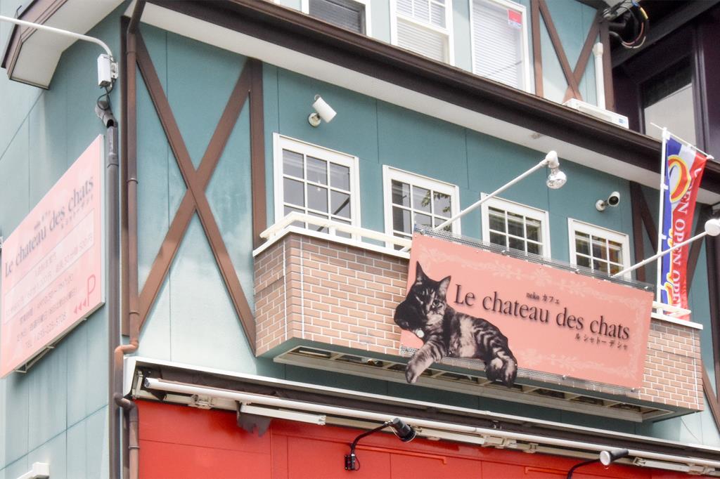 Le chateau des chats 甲府 猫カフェ１