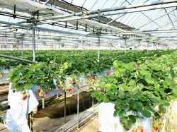 太陽と大地の恵み⑧番 石原農場 甲府市 観光農園・フルーツ狩り