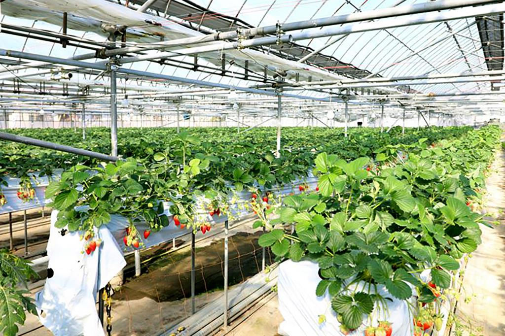 太陽と大地の恵み⑧番 石原農場 甲府市 観光農園・フルーツ狩り