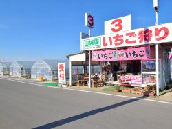 観光苺山城園③番