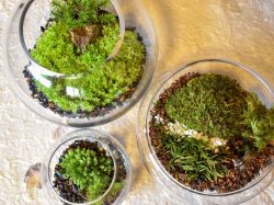 苔玉工房 風花 甲府 ガーデニング