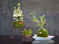 苔玉工房 風花 甲府 ガーデニング