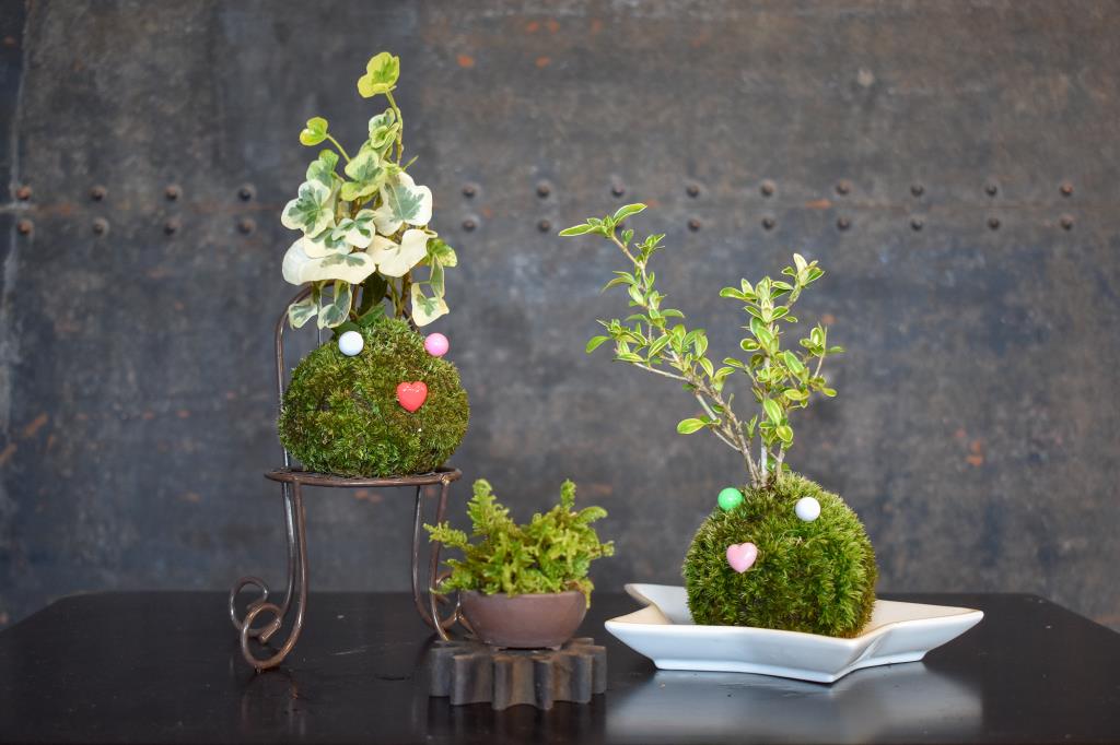 苔玉工房 風花 甲府 ガーデニング