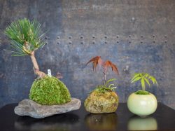 苔玉工房 風花 甲府 ガーデニング