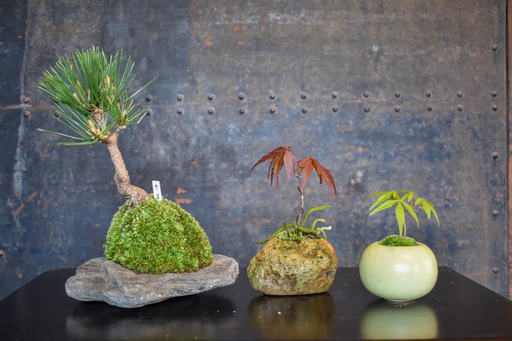苔玉工房 風花 甲府 ガーデニング