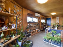 苔玉工房 風花 甲府 ガーデニング
