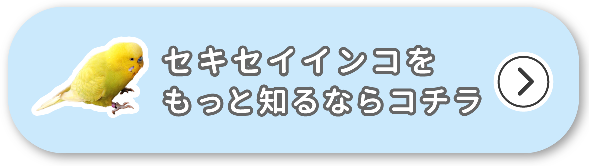 セキセイインコをもっと知るならコチラ