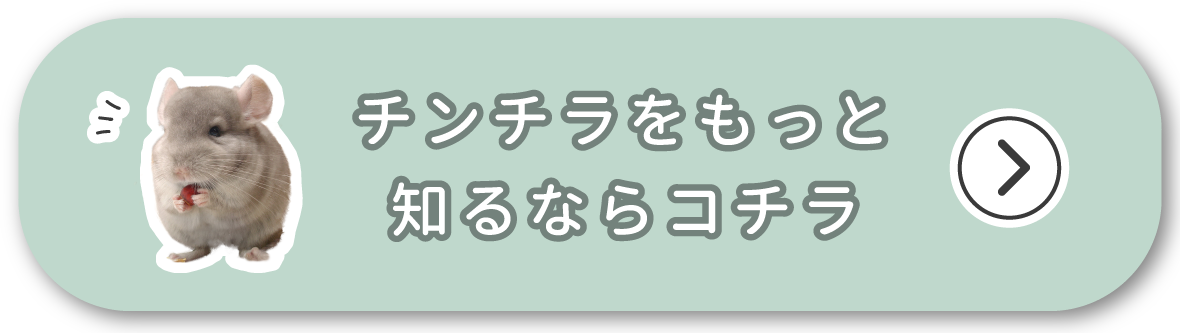 チンチラをもっと知るならコチラ
