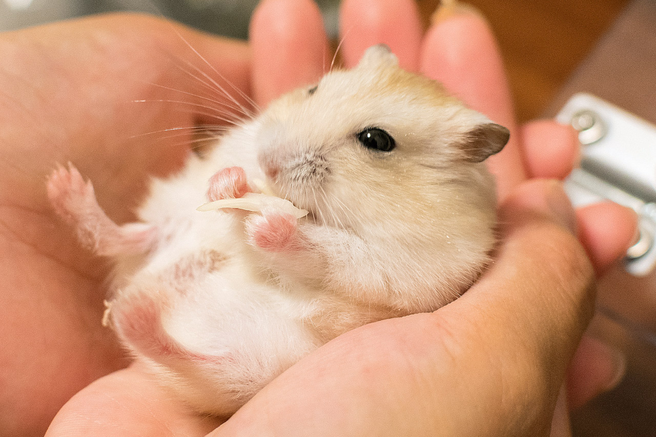 ハムスター