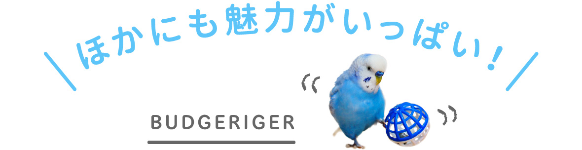 ほかにも魅力がいっぱい！