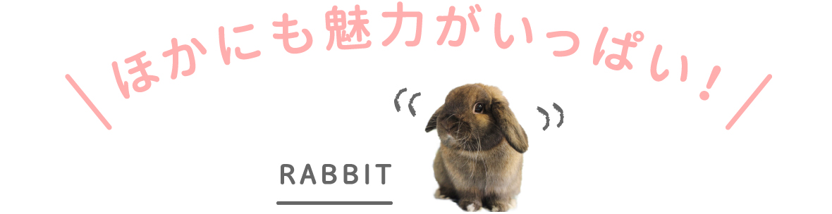 ほかにも魅力がいっぱい！
