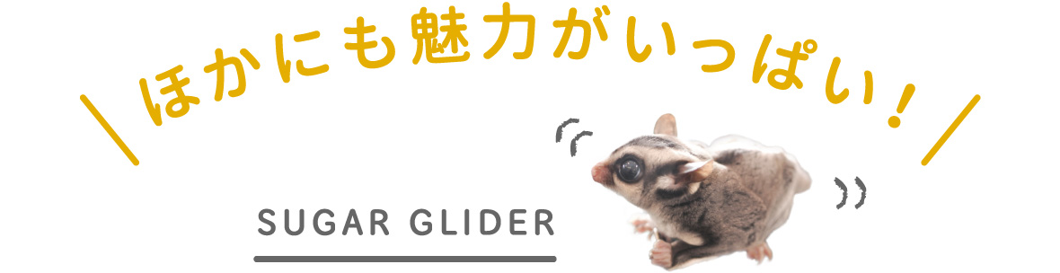ほかにも魅力がいっぱい！