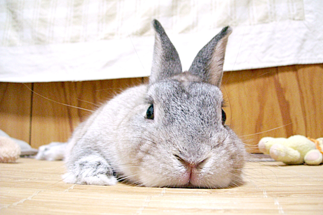うさぎ
