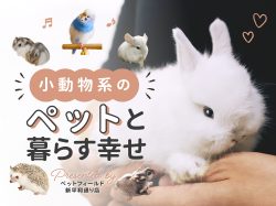 小動物系のペットと暮らす幸せ  ペットフィールド新平和通り店