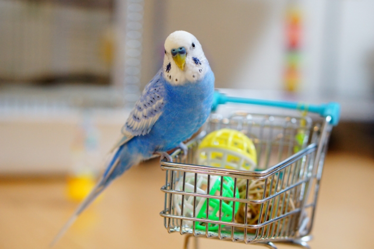 セキセイインコの写真4