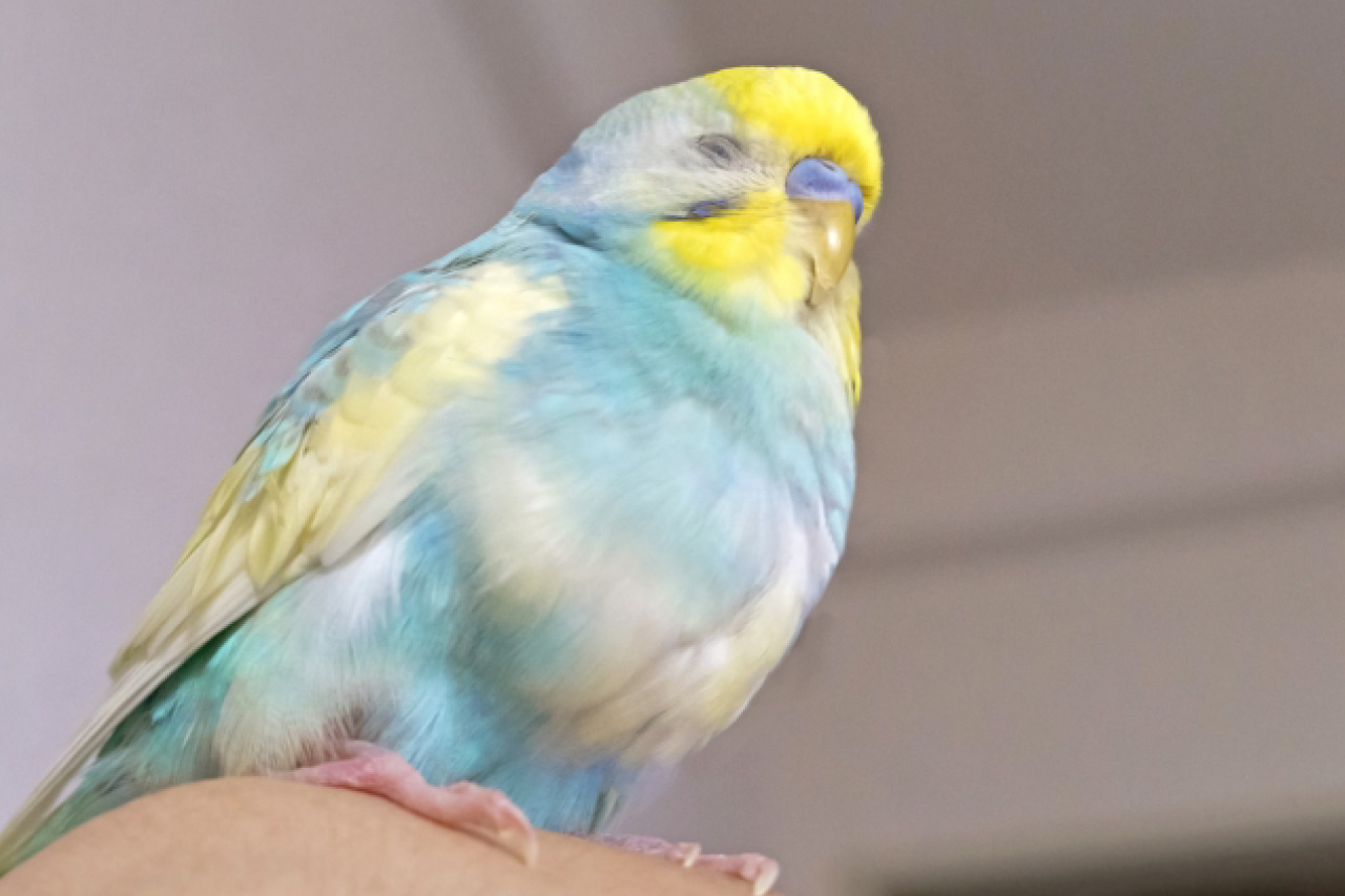 セキセイインコの写真5