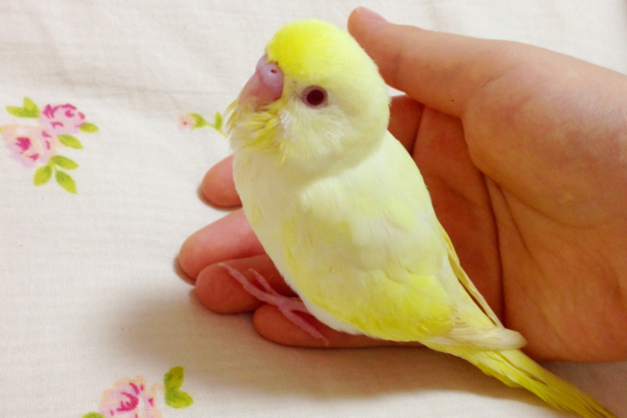 セキセイインコの写真6