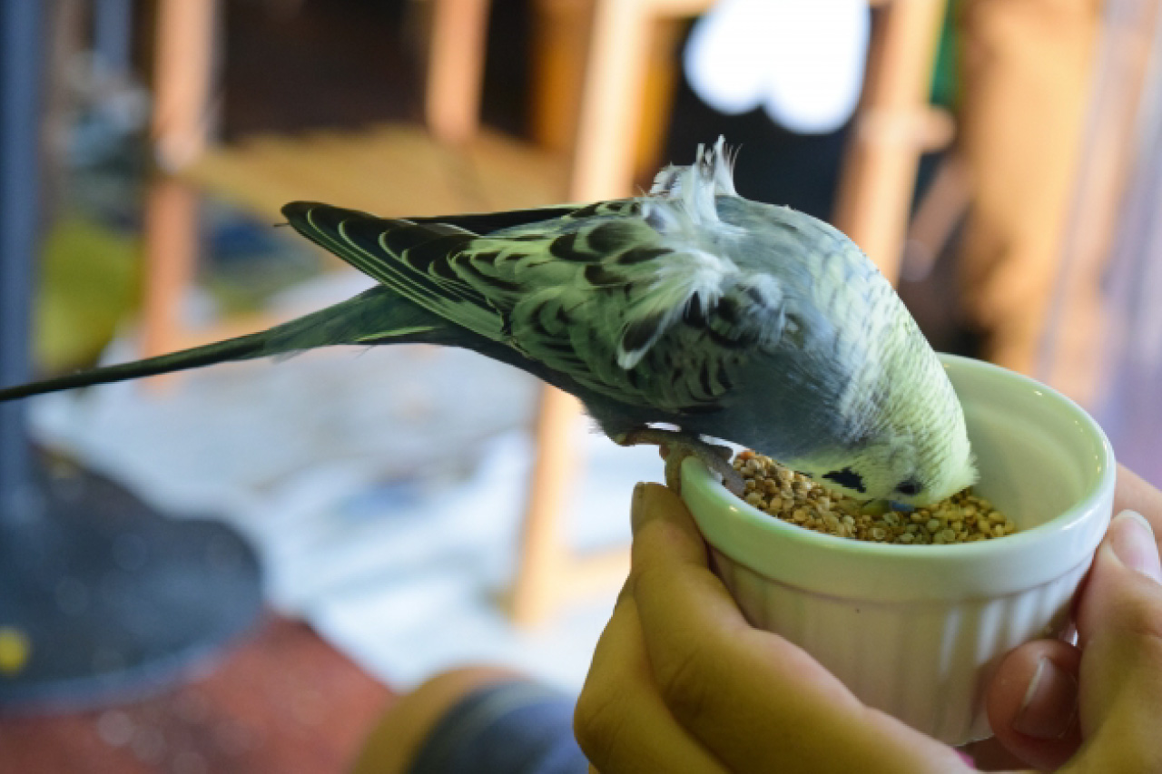 セキセイインコの写真7
