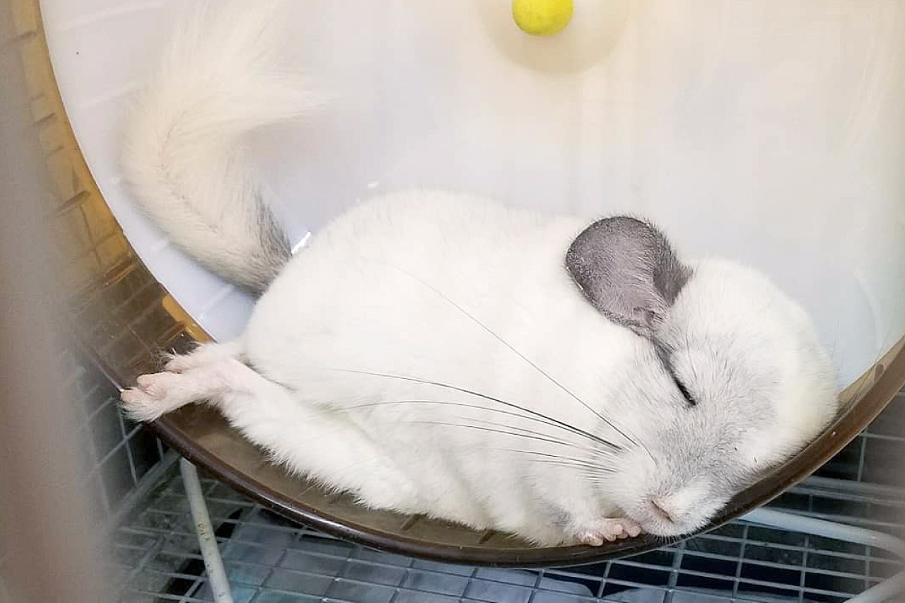 チンチラの写真4