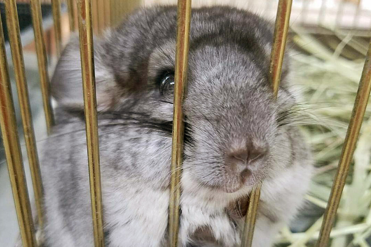 チンチラの写真5