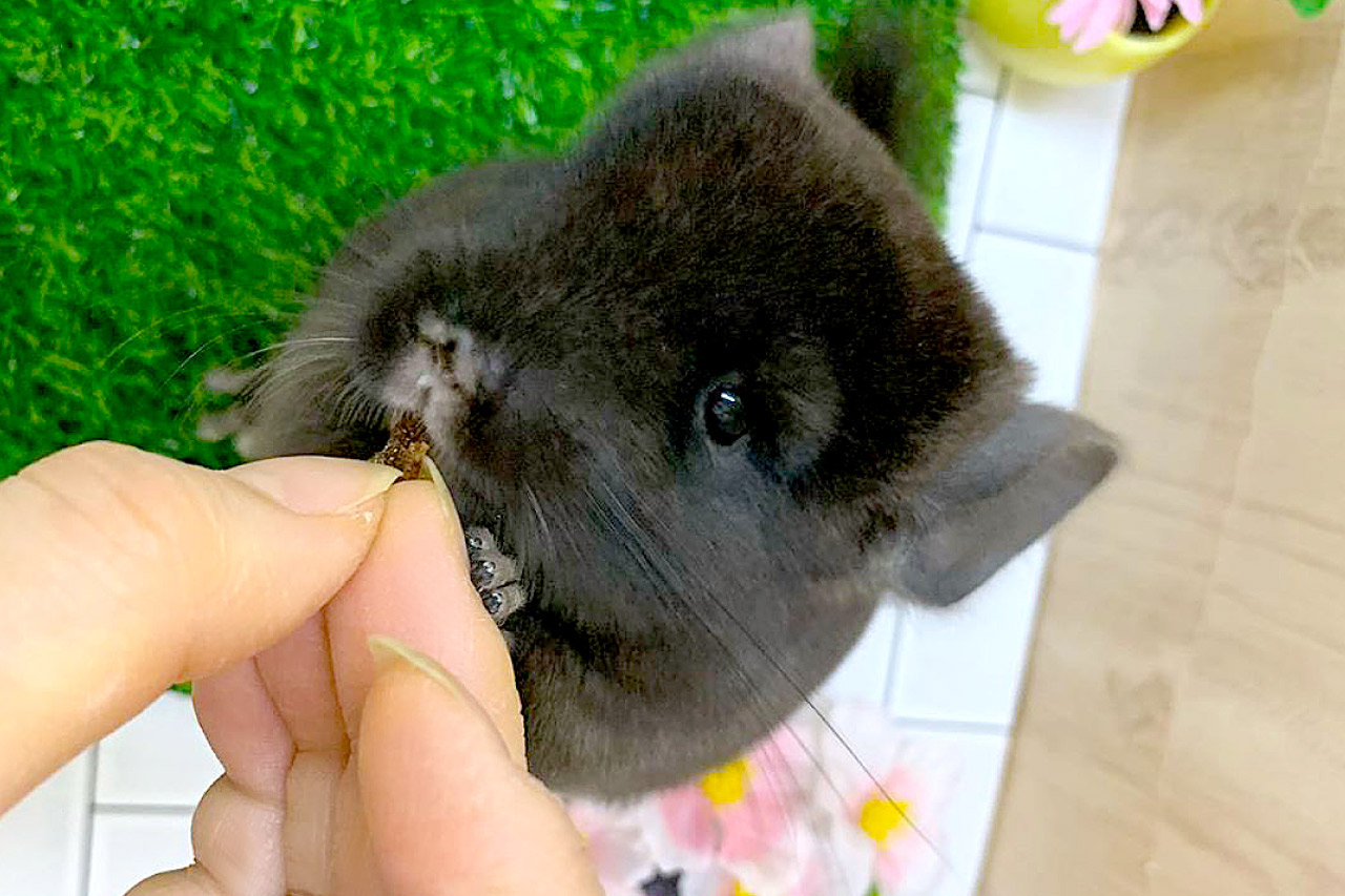チンチラの写真6