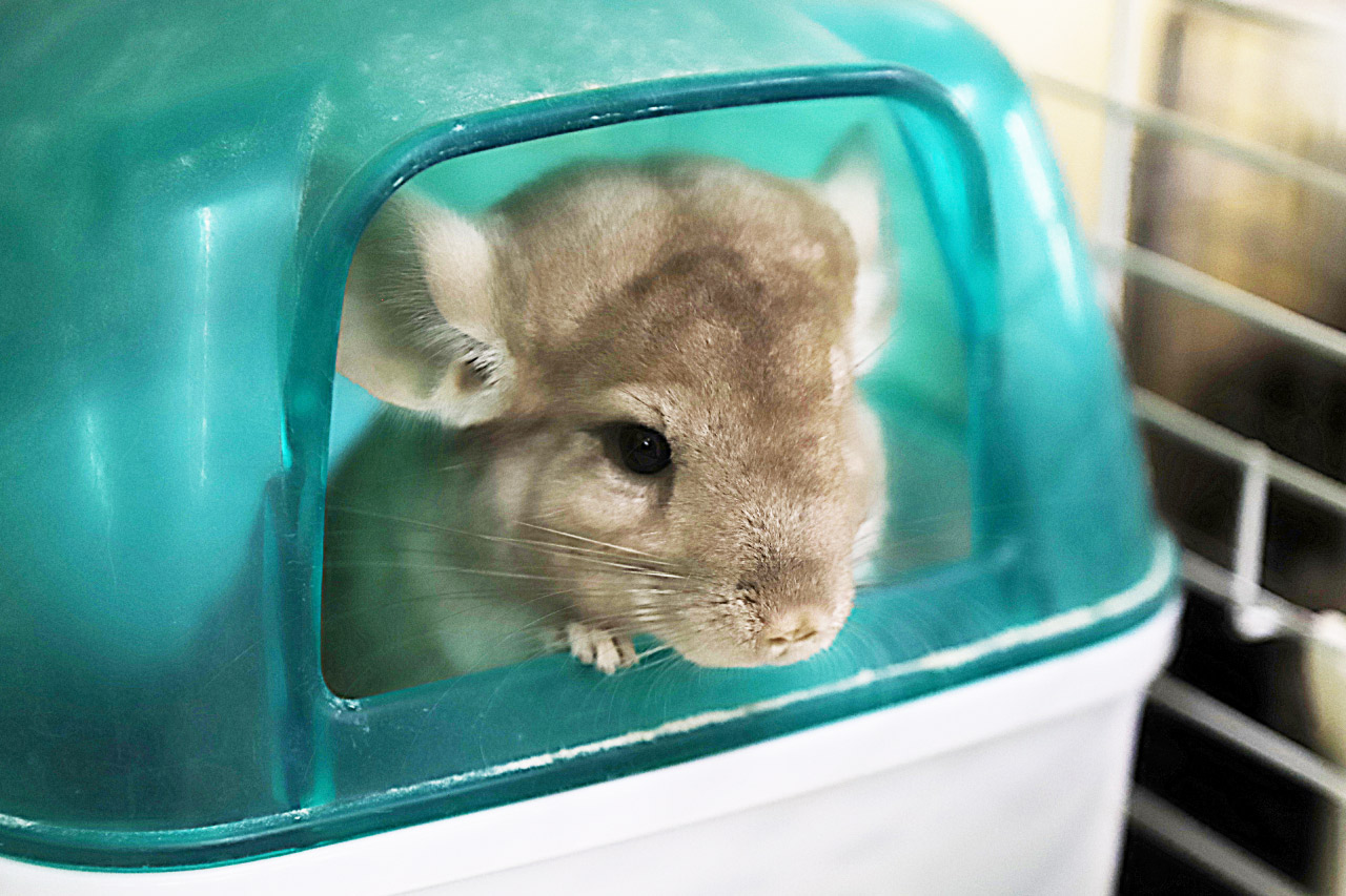 チンチラの写真7