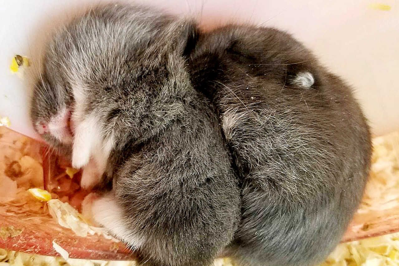 ハムスターの写真7