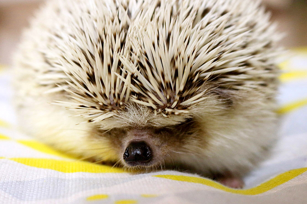 ハリネズミの写真6