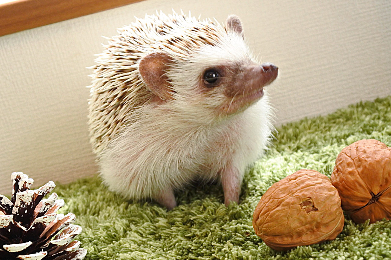 ハリネズミの写真7