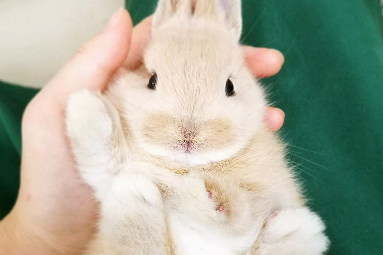 うさぎの写真4