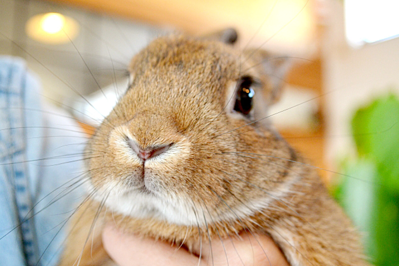 うさぎの写真6