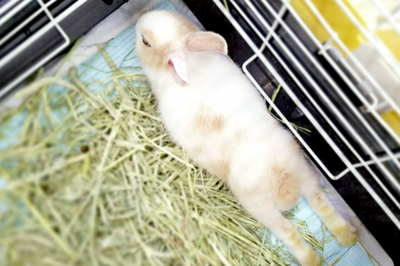 うさぎの写真7
