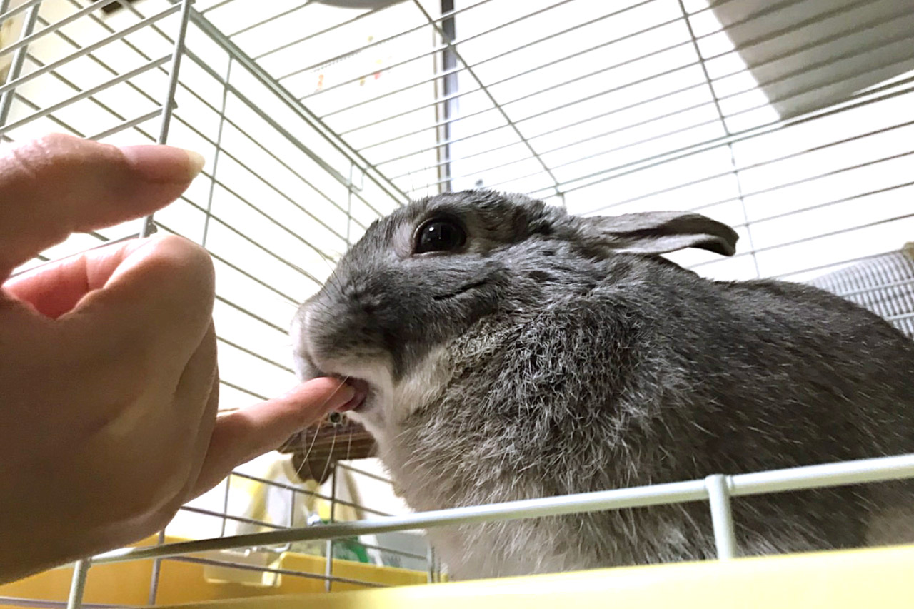 うさぎの写真7