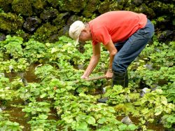 菊池わさび園 都留市 観光農園