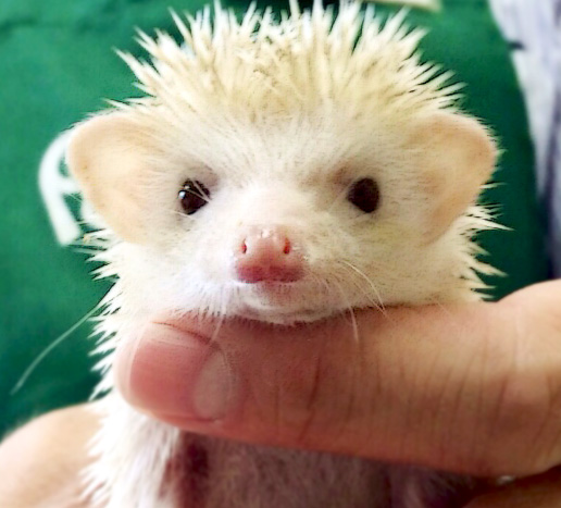 ハリネズミ（シナモン）の写真