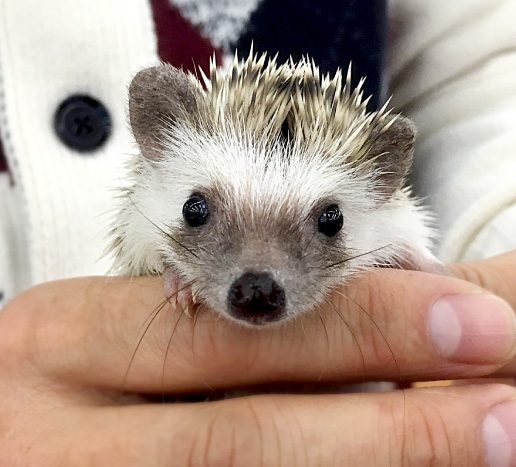 ハリネズミ（パイド）の写真