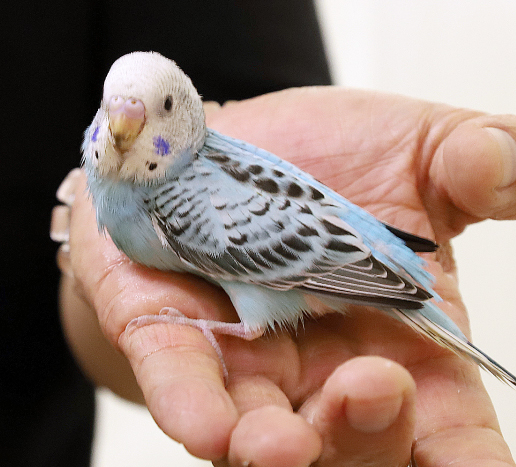 セキセイインコ（コバルト）の写真