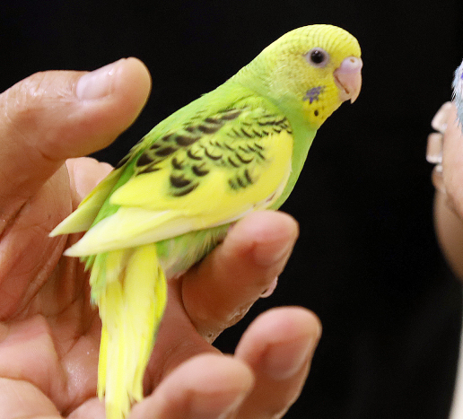 セキセイインコ（イエロー×グリーン）の写真