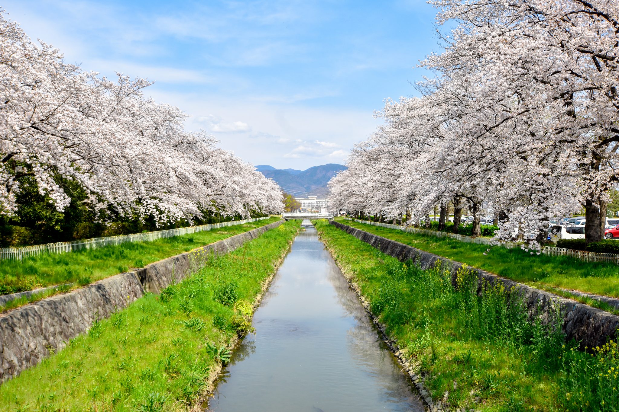 小瀬スポーツ公園の桜 写真1