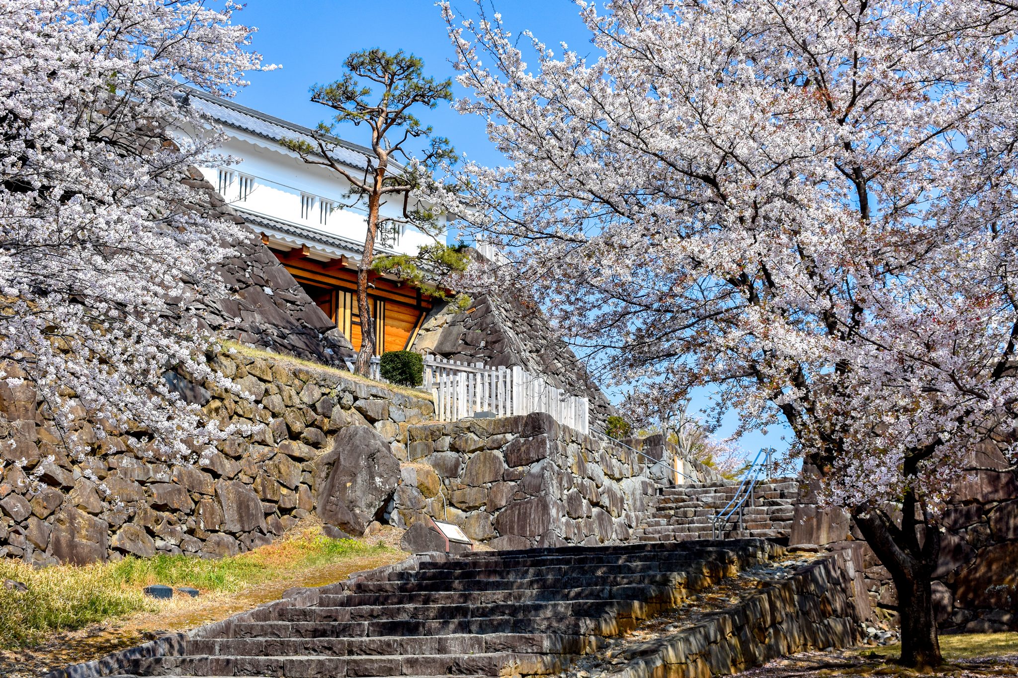 舞鶴城公園の桜