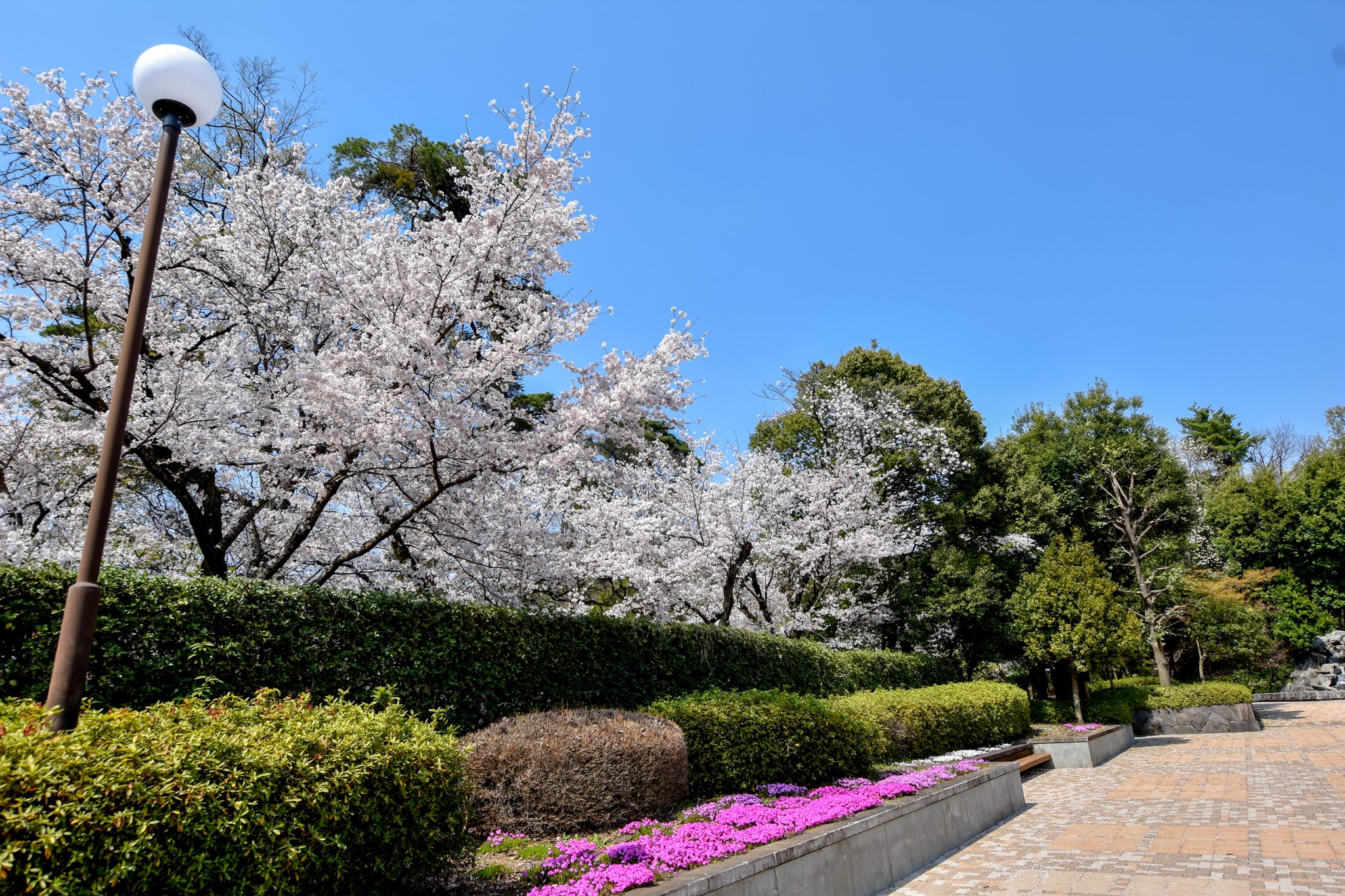 万力公園の桜 写真1