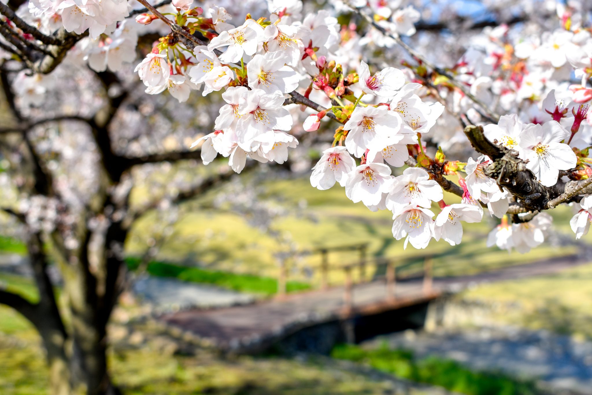 信玄堤公園の桜