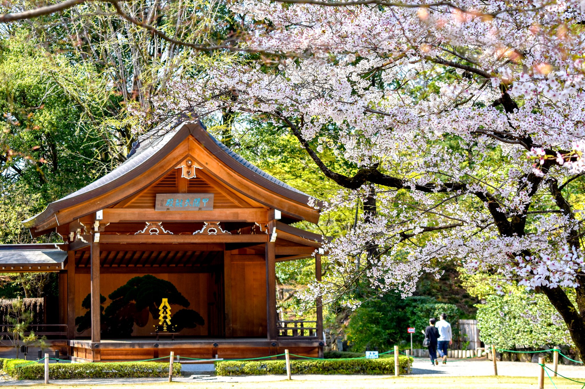 武田神社の桜 / 武田通りの桜 写真1
