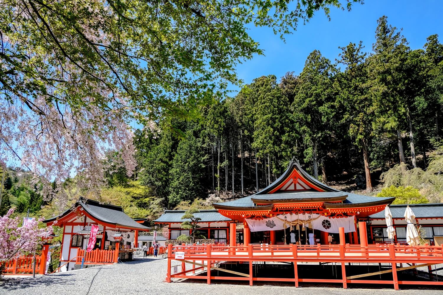 金櫻神社の桜