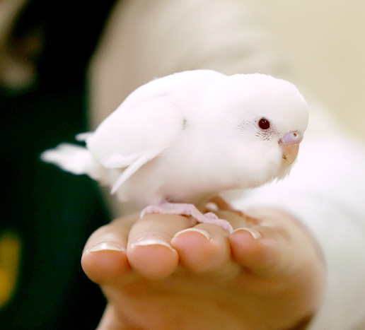 セキセイインコ（ホワイト）の写真