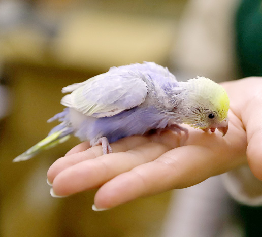セキセイインコ（レインボー）の写真