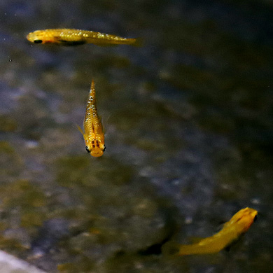 魚